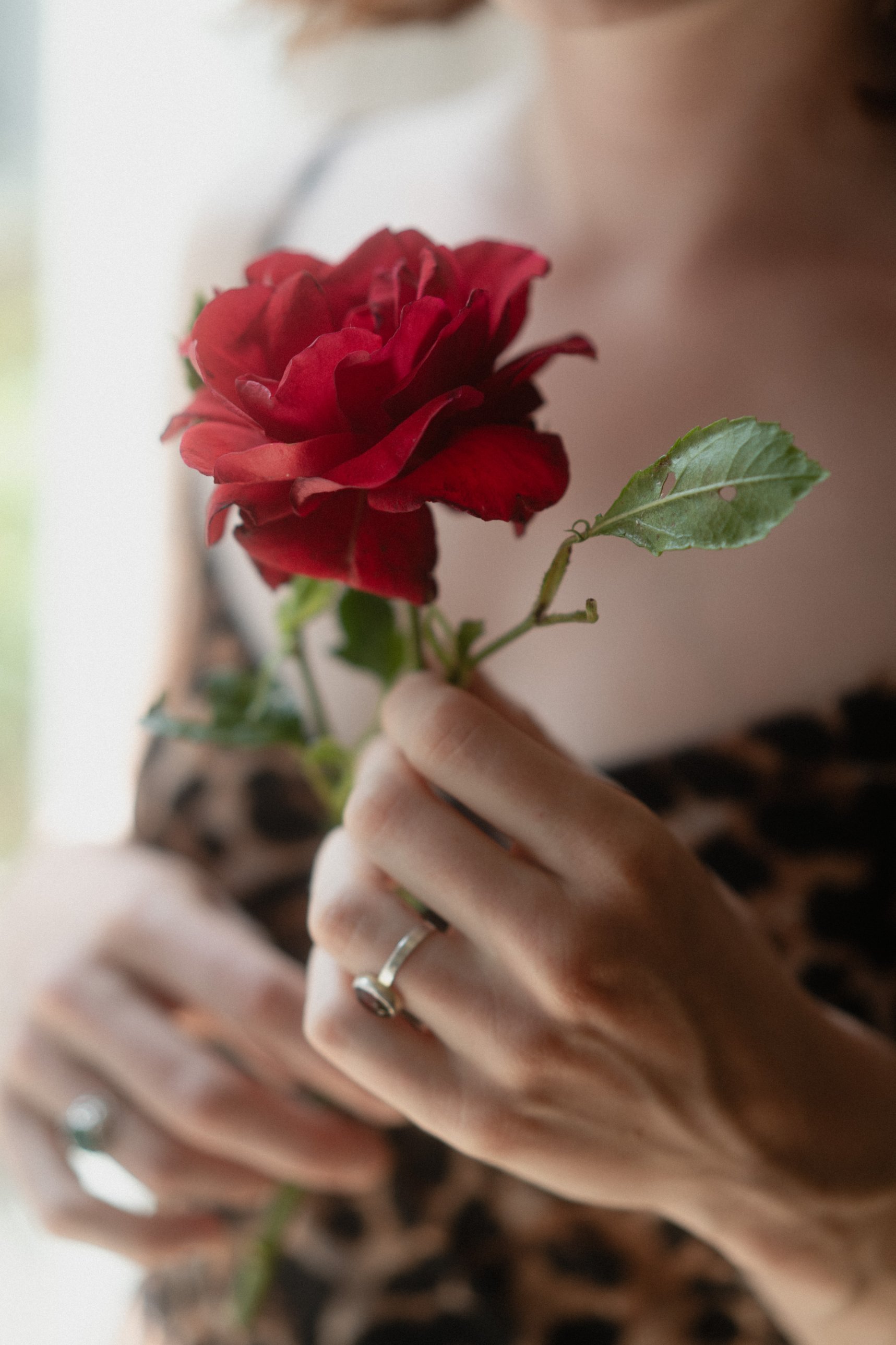 Eine rote Rose in Danielas Händen